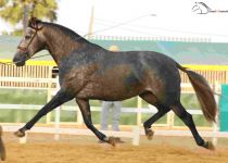 SIR ENAMORADA, DE CORTIJO LA MORALEJA ESPAÑA, SUBCAMPEONA DEL CONCURSO